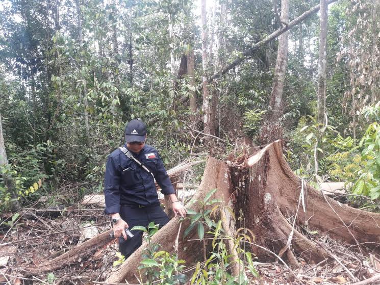 Dor! Dor! Suara Tembak di Hutan Giam Siak