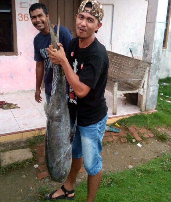 Lihat, Warga Tangkap Ikan Gerepoh Raksasa, Nih Fotonya