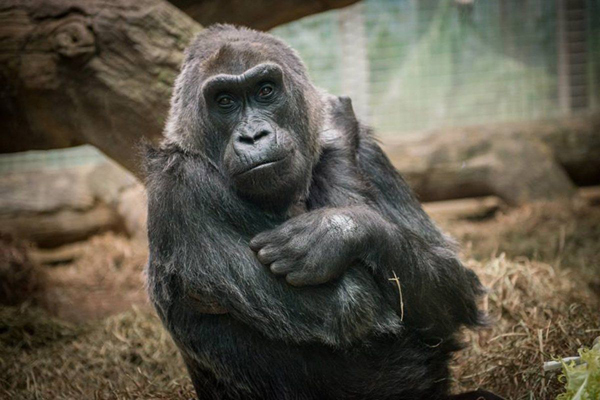 Colo, Gorila Tertua di Dunia Itu Mati dengan Tenang