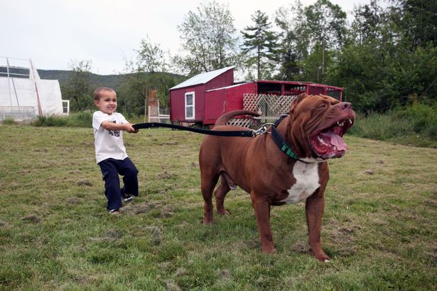 Anjing Pitbull Terbesar Dunia Punya Anak Seharga Setengah Juta Dollar