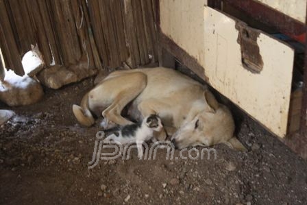 Aneh, Anjing Beranak Kucing - JPNN.com Mobile