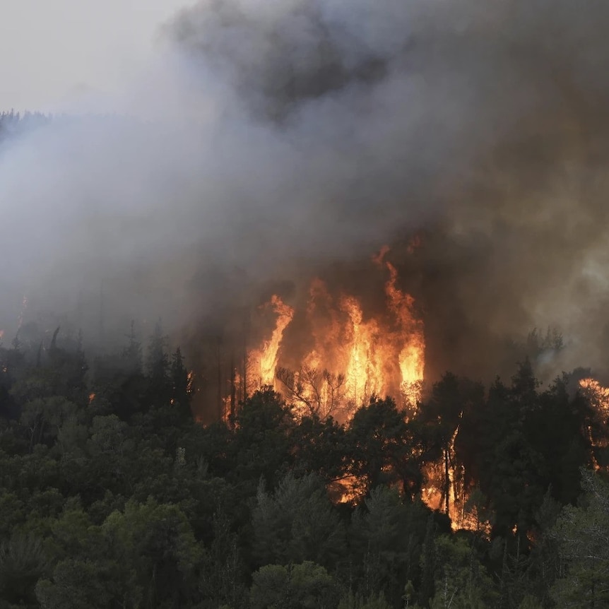 Dunia Hari Ini: Israel Berlakukan Keadaan Darurat Akibat Kebakaran Hutan - JPNN.com