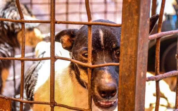 Daging Anjing Laris Manis Langsung Dieksekusi Di Tempat