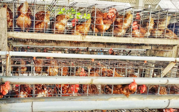 Kementan Koperasi Bantu Peternak Ayam Petelur Berdaya Saing