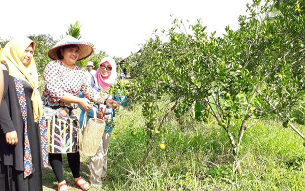 Bayar Rp 20 Ribu Jeruk Manis Petik Sendiri Bawa Pulang