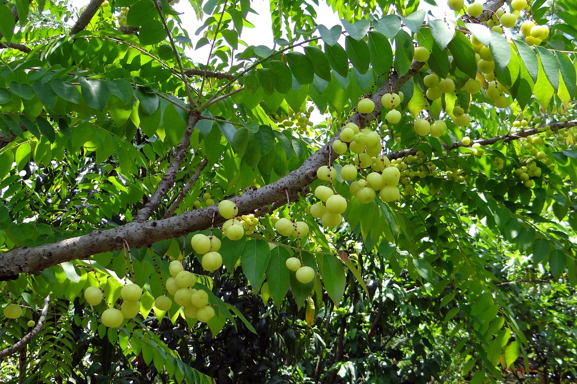 5 Manfaat Buah Cermai Nomor 1 Bantu Turunkan Kolesterol Jpnn Com