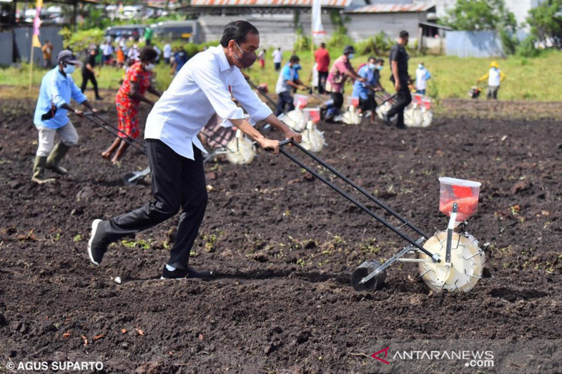 Menanam Jagung Di Sorong Jokowi Ini Lahan Yang Sangat Luas Jpnn Com