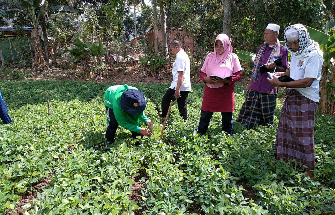 Lewat Program Sekolah Lapang Hasil Panen Petani Kacang Tanah Di Ntb Meningkat Jpnn Com Mobile