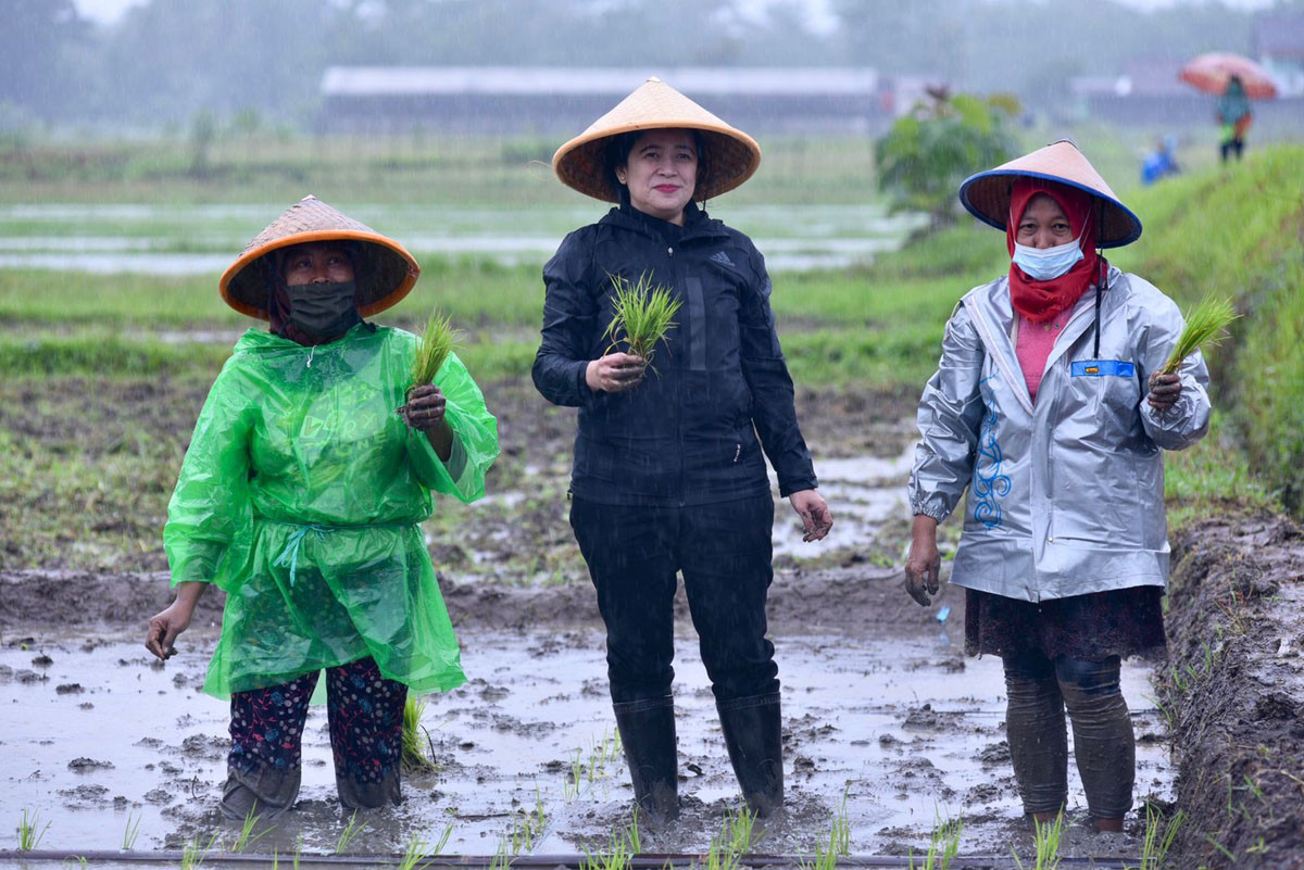 Ketua DPR Puan Maharani ikut menanam padi bersaama petani perempuan Sleman di persawahan Sendangmulyo, Yogyakarta, Kamis (11/11). Foto: Humas DPR RI
