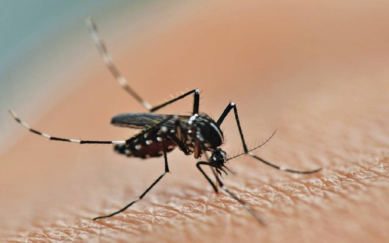 Gigitan nyamuk Aedes membawa virus Zika yang bisa menular. Foto ilustrasi: tangkapan layar laman Alodokter
