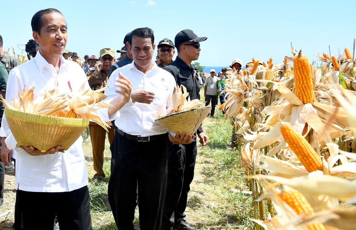 Presiden Jokowi Senang Produksi Jagung Meningkat di Sumbawa NTB - JPNN.com