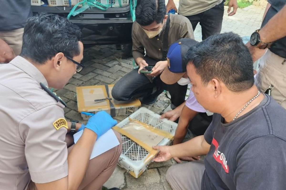 Penyelundupan 2.540 Ekor Burung Melalui Pelabuhan Bakauheni Digagalkan - JPNN.com