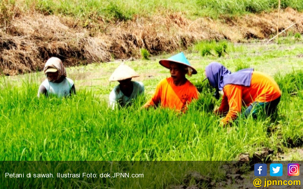 Survei LIPI: Hanya 3% Anak Petani Lanjutkan Kiprah Ortunya - JPNN.COM