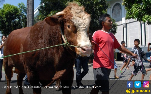 Presiden Jokowi Serahkan Sapi Kurban Berat 900 Kg - Daerah JPNN.com