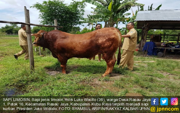 Sapi Sumbangan Jokowi Diberi Susu SGM Setiap Hari - Daerah 