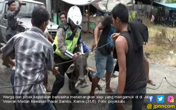 Lihat, Polisi Tangkap Sapi Kurban Lantaran Lukai Lima Warga di Medan