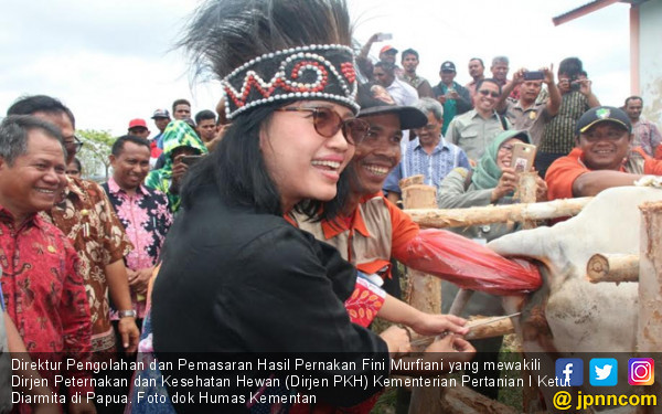 Papua Diminta Terus Tingkatkan Populasi Sapi Potong 