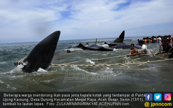 9 Paus  Terdampar ke Pantai  karena Setia Kawan Nasional 