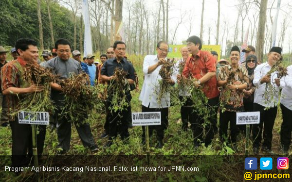 MUI dan KSP Gandeng GarudaFood, Perhutani, Panen Kacang 