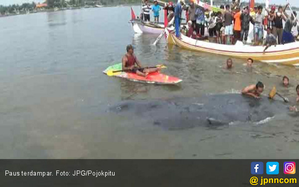  Ikan Paus 25 Meter Terdampar di Situbondo Daerah JPNN com