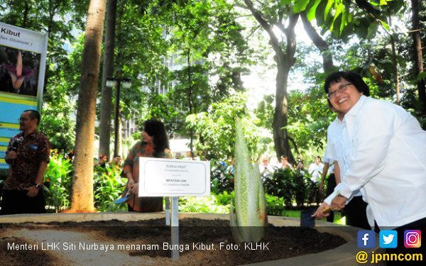Menteri Siti Lengkapi Koleksi Arboretum Dengan Bunga Kibut 