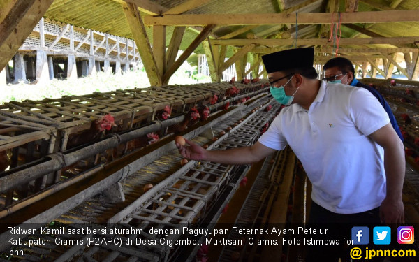 Kang Emil Bakal Duplikasi Usaha Ternak Ayam Petelur Ciamis Page