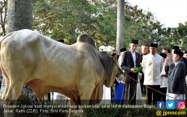 Salat Iduladha di Bogor, Sapi Kurban Jokowi Superbesar - JPNN.COM