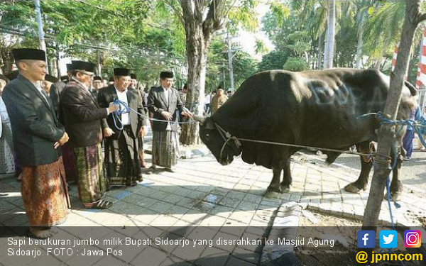 Sapi Jumbo dari Bupati Sidoarjo - JPNN.COM