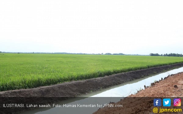 Kementan Dorong Peningkatan Produksi Padi di Musim Kemarau - JPNN.COM