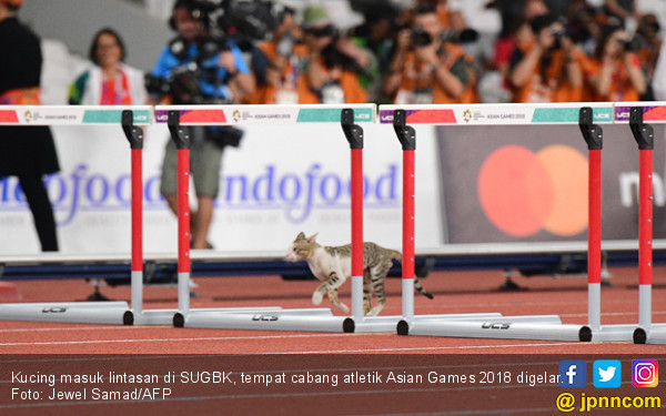 Kucing Siapa tuh Bikin Heboh Asian Games 2018 - Olahraga 