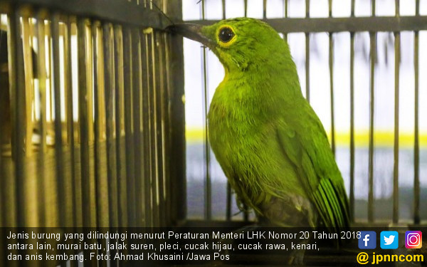 Jual Beli Burung Kicau Jakarta Utara  TulisanViral.Info