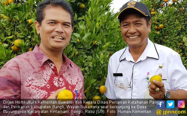 Kementan Dorong Pengembangan Cluster Kawasan Jeruk di Bali - JPNN.COM