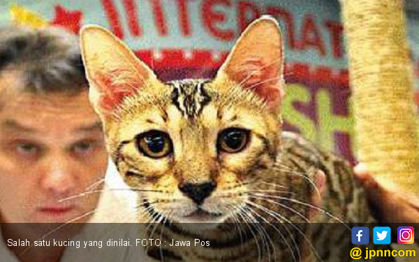 Kontes Kucing Internasional Sukses Digelar di Surabaya 