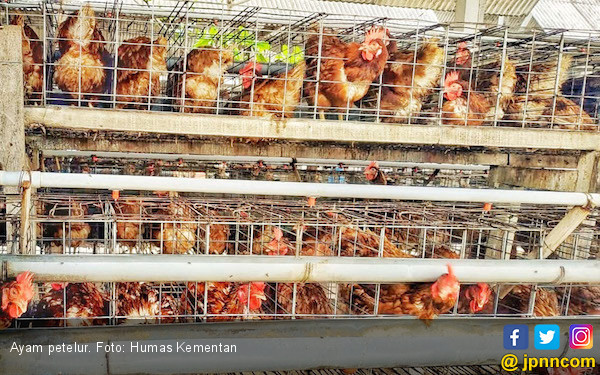 Kementan Koperasi Bantu Peternak Ayam Petelur Berdaya Saing