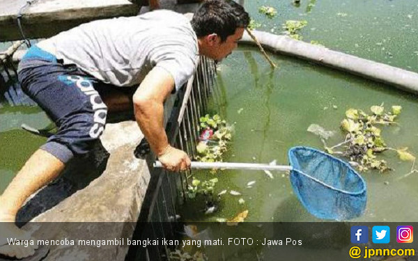 Ratusan Ikan  Mati  Diduga Karena Limbah B3 Daerah JPNN com