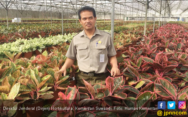 Dirjen Hortikultura Pangkas Proses Izin Ekspor  Tanaman  