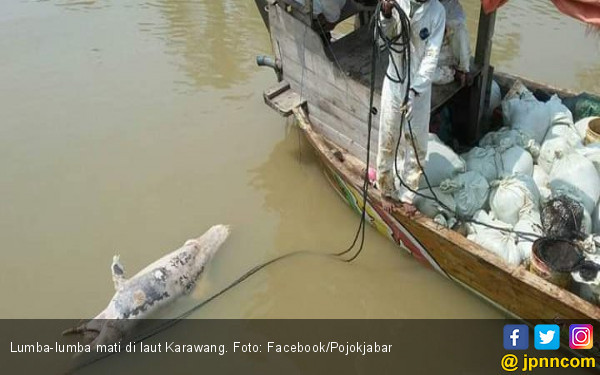 7800 Ikan Air Laut Karawang HD