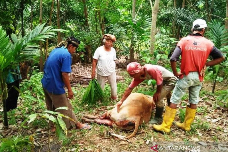 Ada Jejak Kaki Harimau  di Dekat Sapi Mati Penuh Luka Robek 