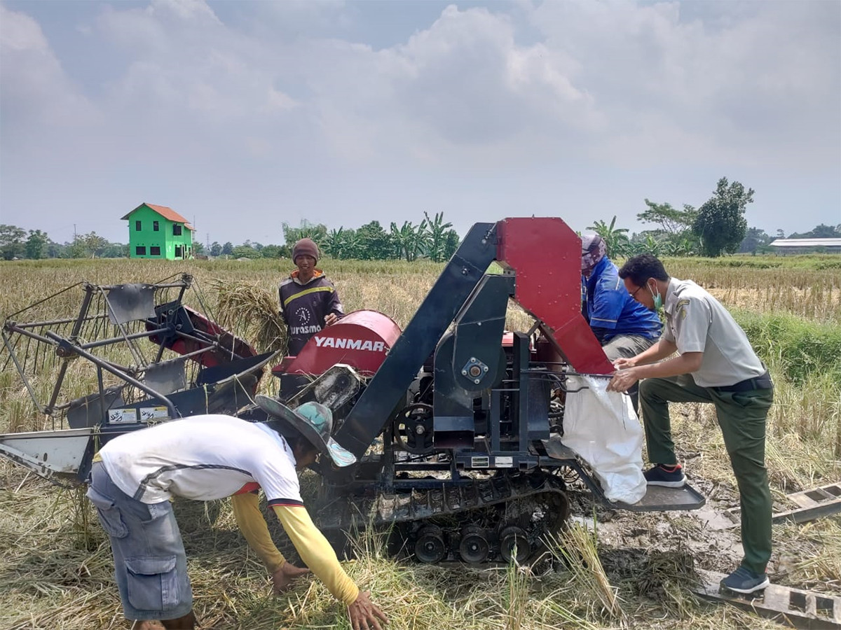 Kementan Panen  Padi  Jaga Pangan di Masa  COVID 19 