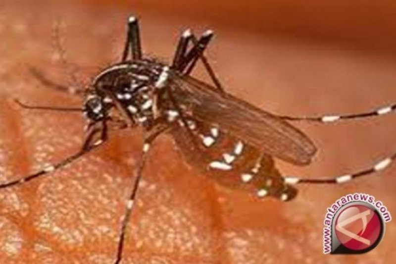 6 Kecamatan di Jogja yang Masih Rawan Kasus Malaria - JPNN.com Jogja