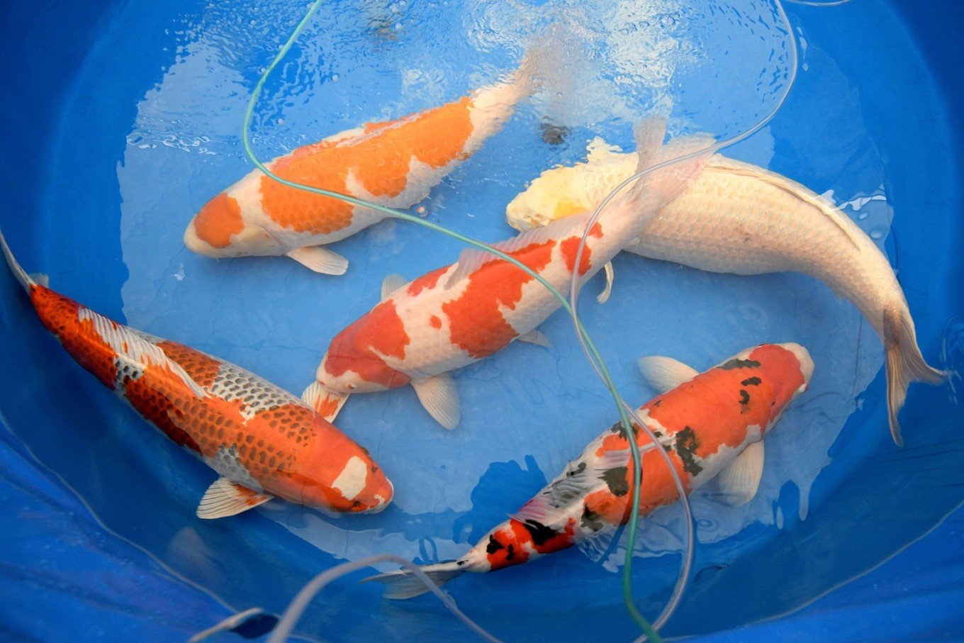 японская рыба фото