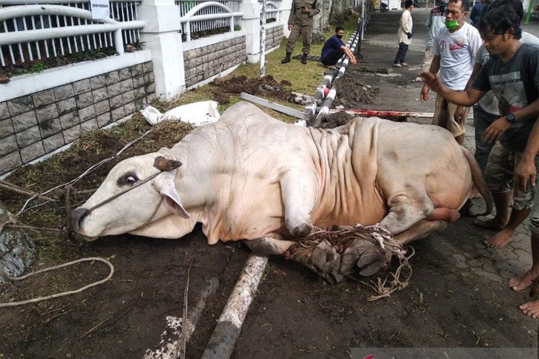 Sapi Milik Jokowi yang Paling Besar, Beda Tipis Sama Punya Pak Edy