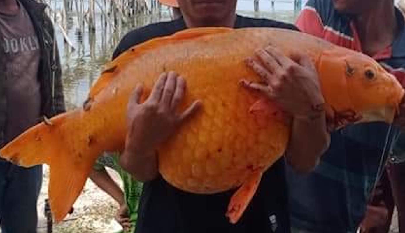 Memancing di Danau Toba Pria Ini Dapat Ikan  Mas  Raksasa 