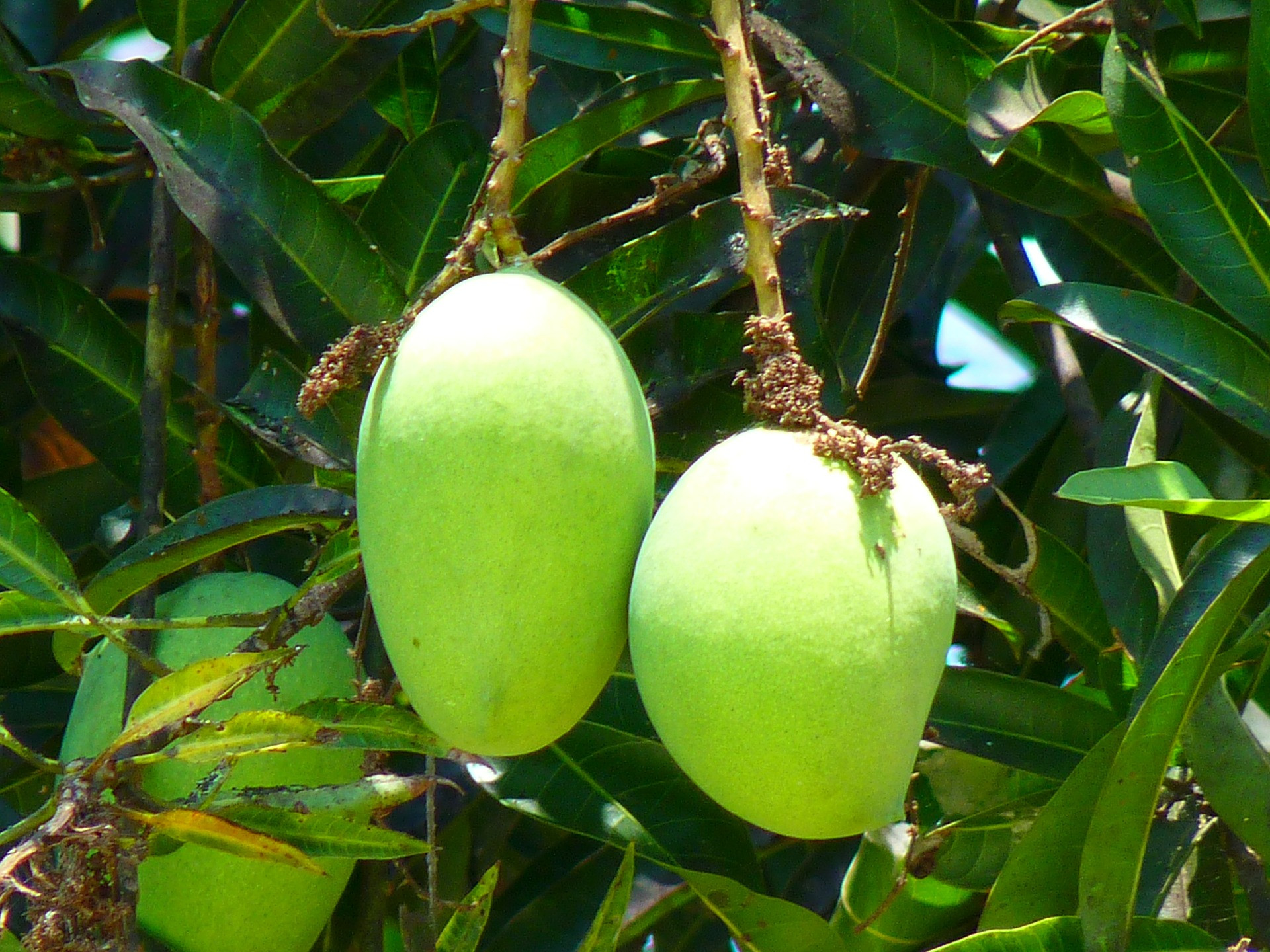 Jangan Anggap Enteng Mangga  Muda Ini 4 Manfaat  