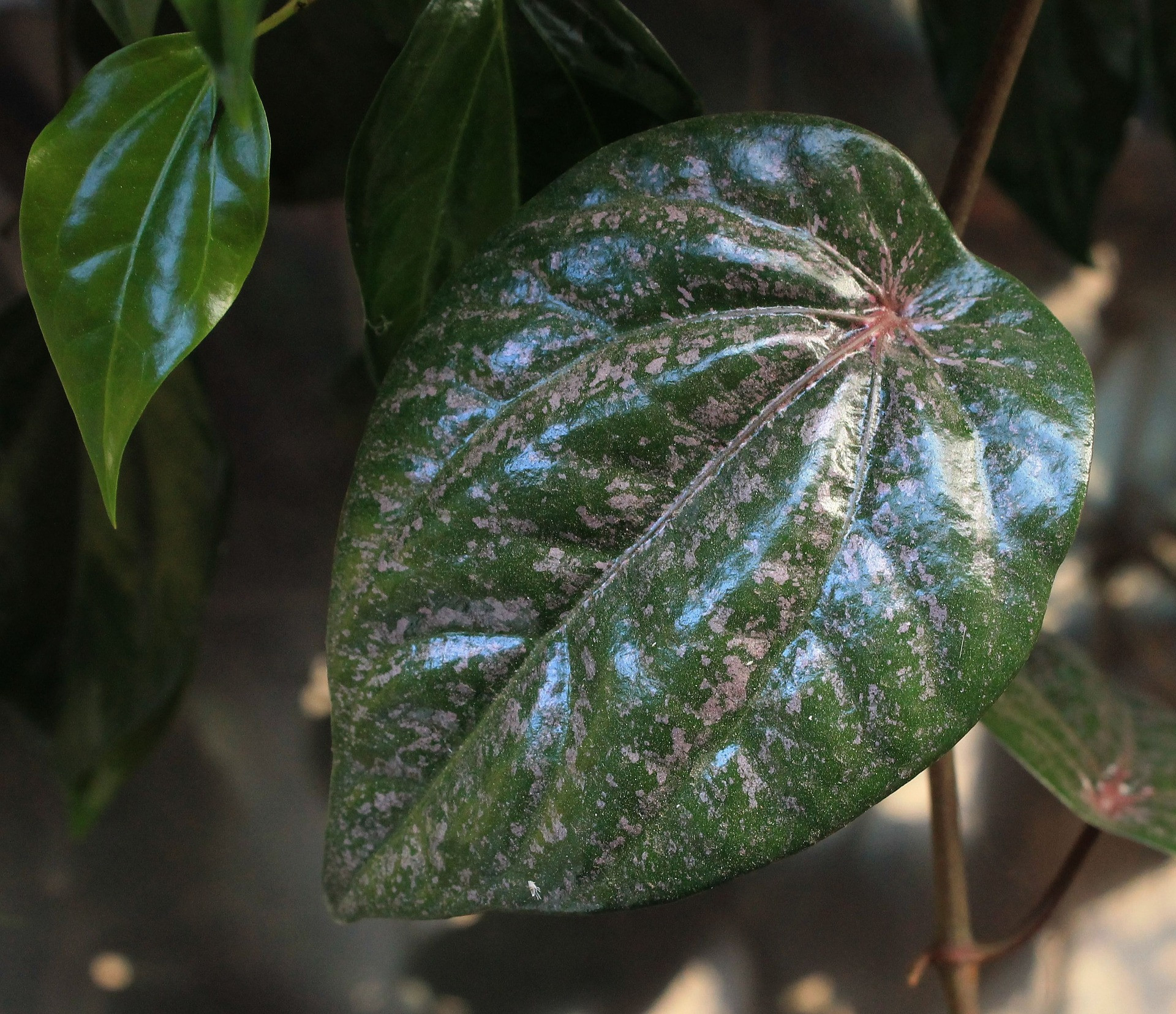 7 benefits of drinking red betel leaf boiled water, one of which is to treat gout - JPNN.com