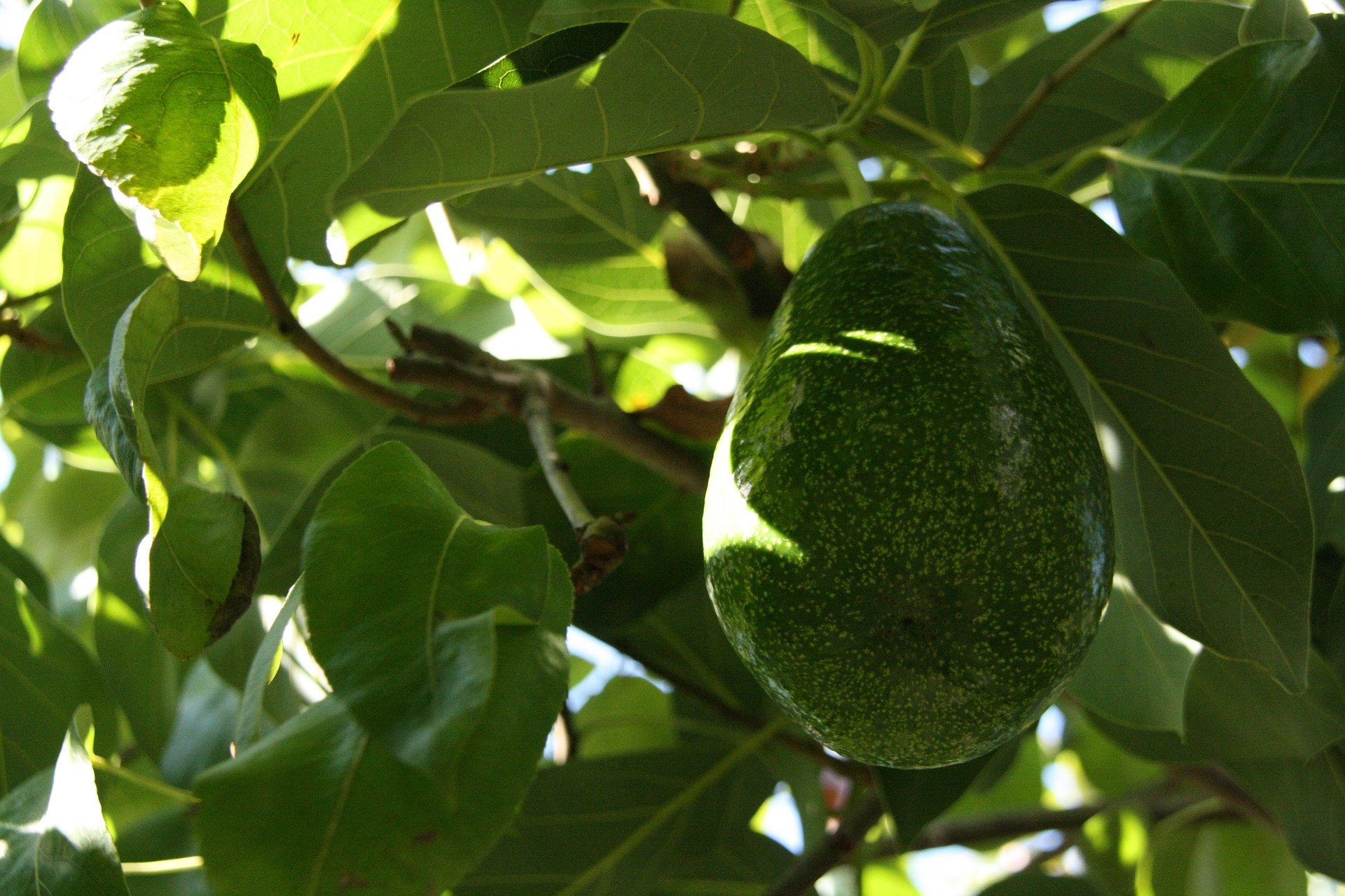 4 Benefits of Avocado Leaf Boiled Water, Number 3 Can Destroy Kidney Stones - JPNN.com