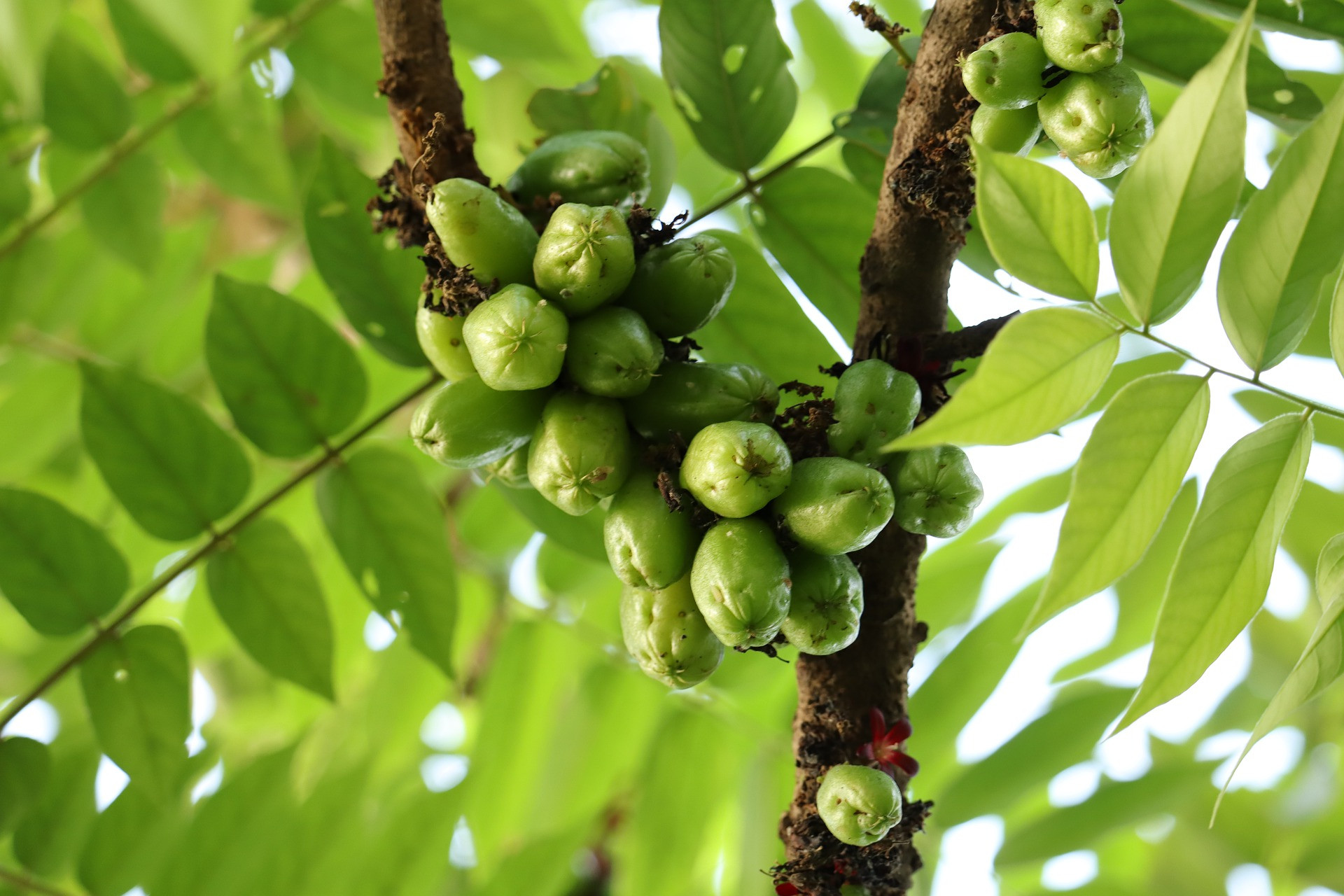 5 Benefits of Starfruit Leaves, Number 3 Treat Diabetes - JPNN.com