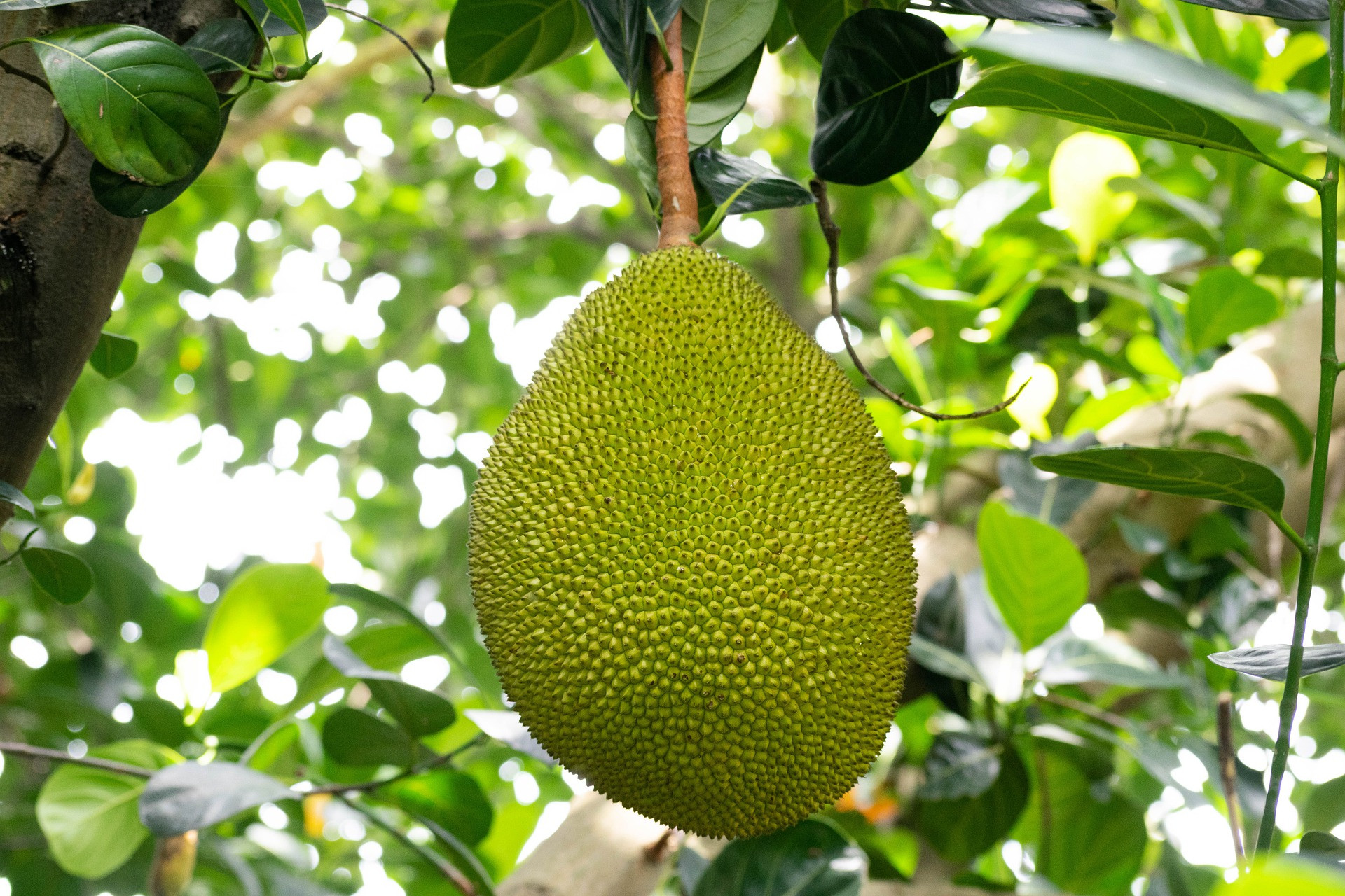 Mengurangi Kadar Gula Darah Ini 3 Manfaat Air Rebusan Daun Nangka Jpnn 