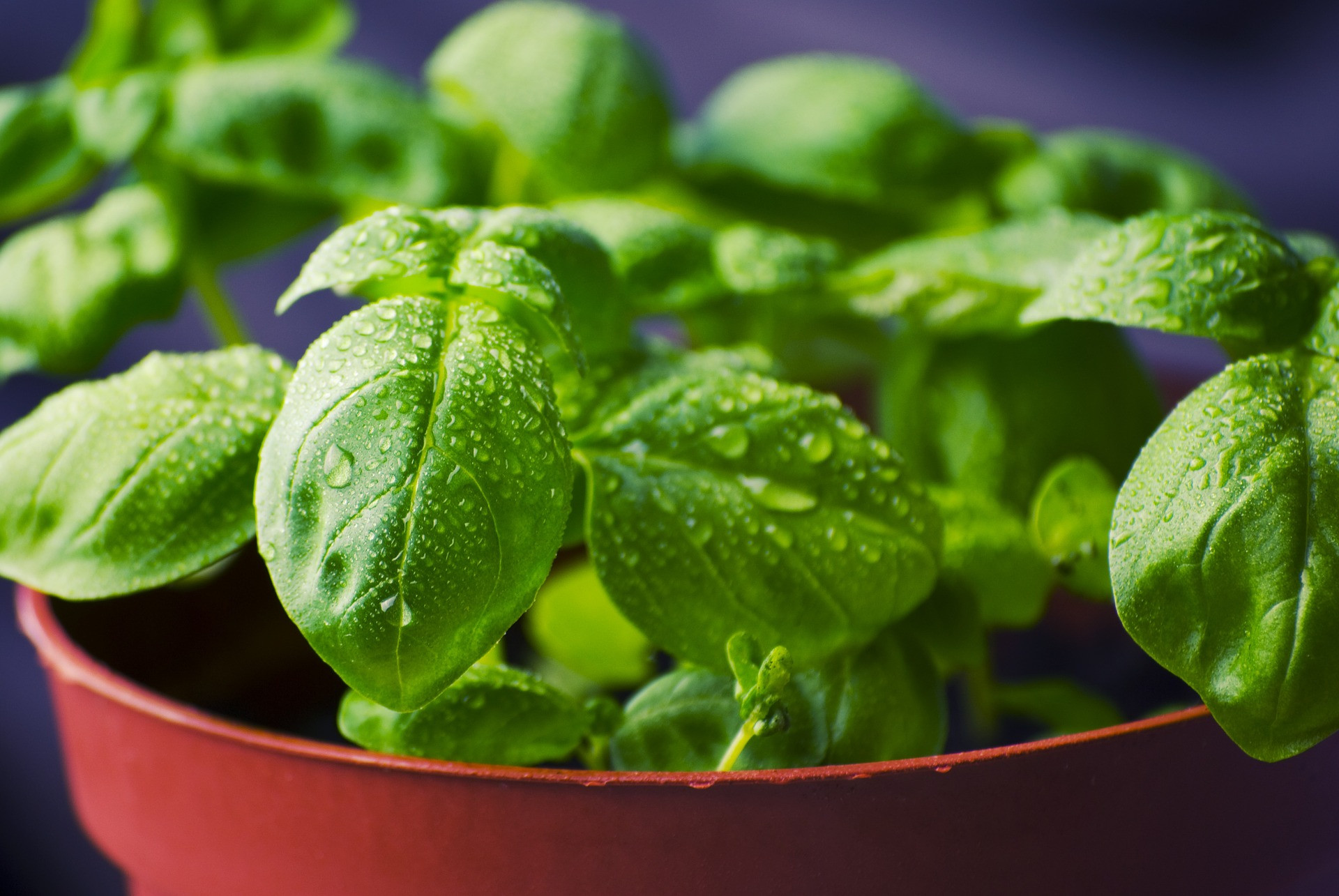 6 Benefits of Basil Leaves Stew Water, Number 2 Treat Kidney Stones - JPNN.com