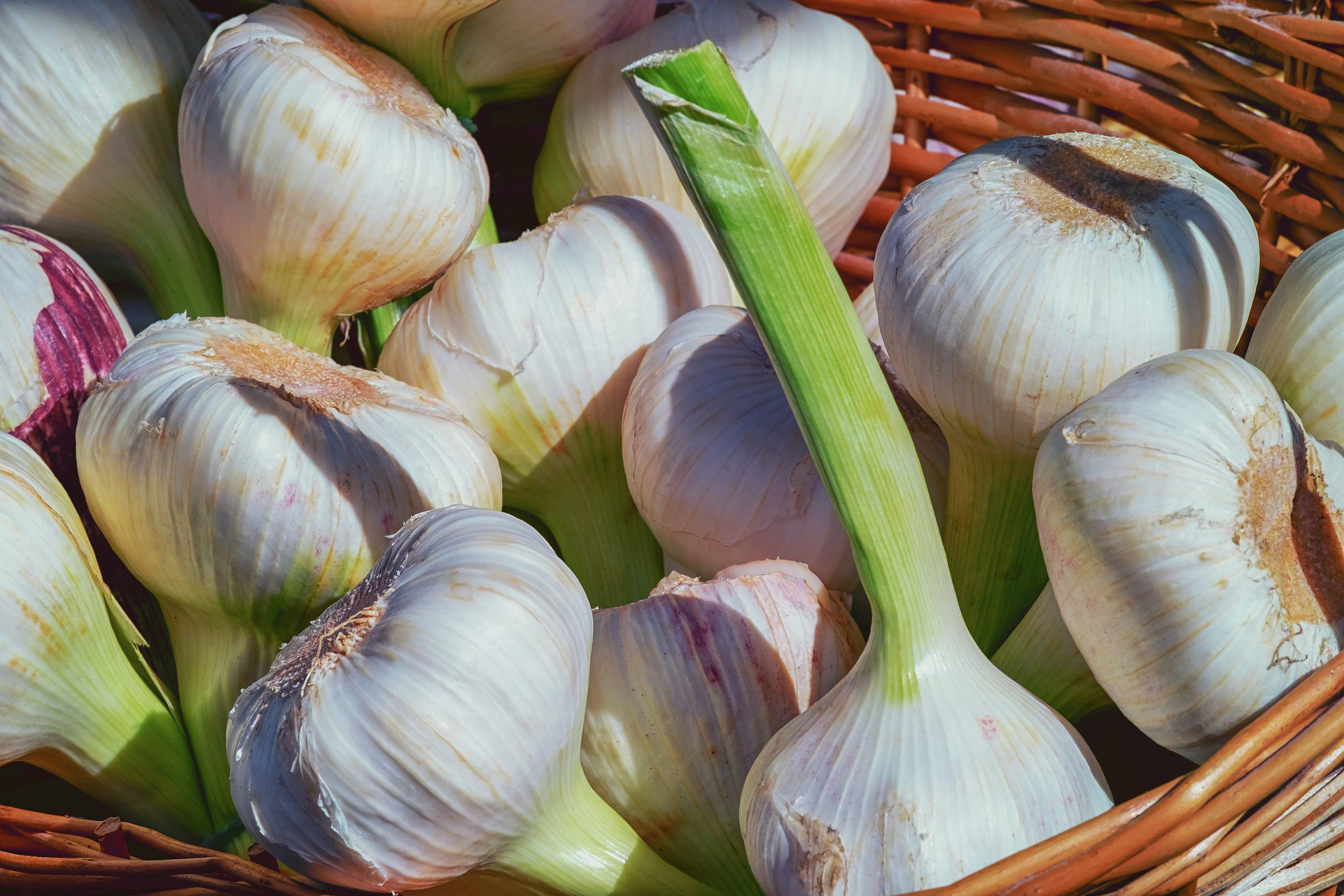 8 Benefits of Garlic for Men, One of which is to Increase Stamina - JPNN.com